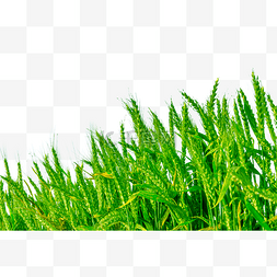 绿色麦子图片_春天麦子