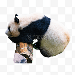 保护动物大熊猫