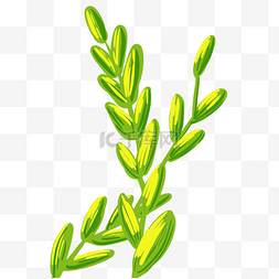 绿色稻花植物