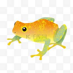 跳跃小青蛙图片_黄色跳跃青蛙