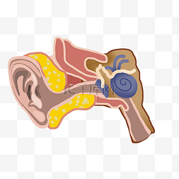 人体耳朵结构