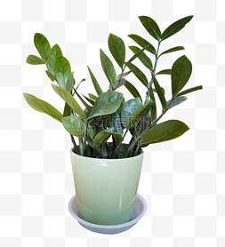 盆栽植物绿萝