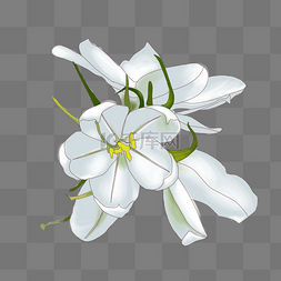 手绘花朵白色花朵图片_手绘花卉白色花朵
