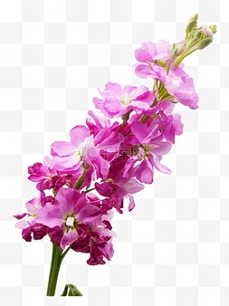 紫罗兰花卉图片_紫色花朵紫罗兰