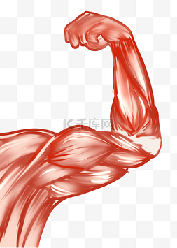 臂膀肌肉