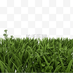 绿植草坪
