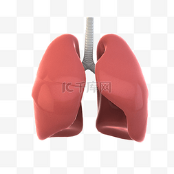 肺部吸氧图片_仿真人体器官之肺部