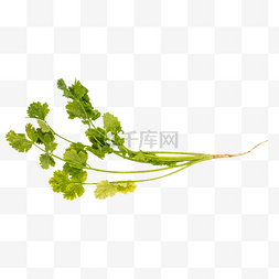 香菜图片_绿色蔬菜香菜