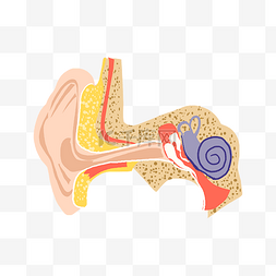 耳朵结构解剖图