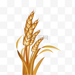 稻穗秋季手绘小麦