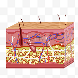 皮肤组织图片_皮肤组织毛发生长