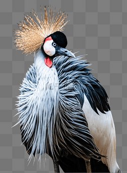 鸟类灰冠鹤