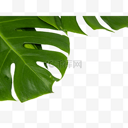 植物叶片图片_绿色龟背叶