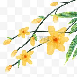 黄色迎春花花朵花枝