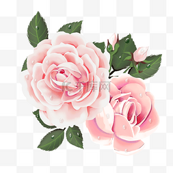 粉色叶子图片_两朵粉色玫瑰花