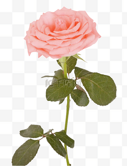 粉色玫瑰花花瓣图片_一枝粉色玫瑰