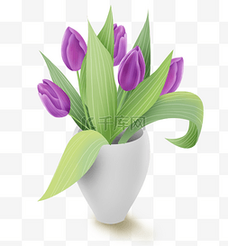 紫色郁金香图片_紫色郁金香和花瓶
