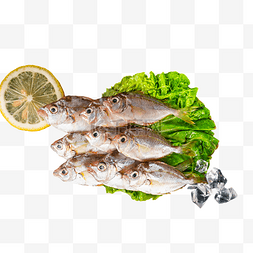 水产油叶鱼食物