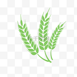 绿色小麦麦穗图片_绿色大麦
