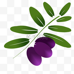 橄榄绿叶图片_紫色橄榄果实