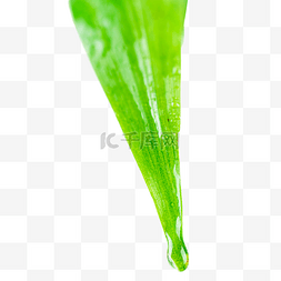 绿色水滴树叶图片_雨水节气叶子上的水滴
