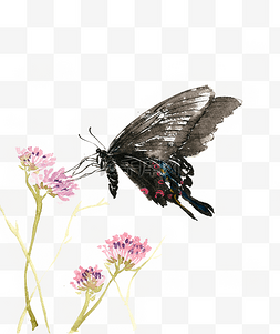手绘蝴蝶花卉图片_水彩画黑色的蝴蝶