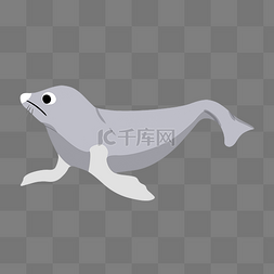 灰色海狮动物