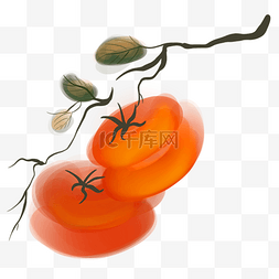 中国风水墨柿子