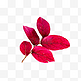 红色树叶叶子