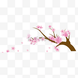 粉色樱花樱花树
