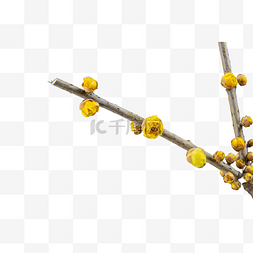 黄色腊梅花苞
