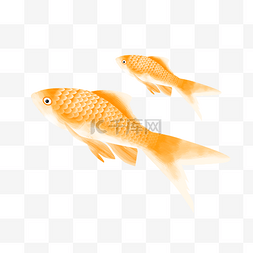 水里动物图片图片_黄色的金鱼