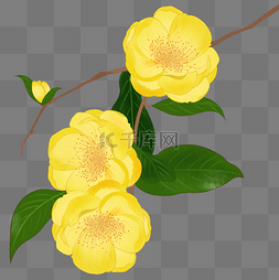 金茶花图片_黄色的花朵