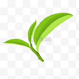 绿色的植物图片_绿色的茶叶