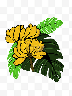 热带芭蕉树图片_热带芭蕉树