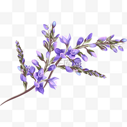 花枝条图片_唯美紫色紫罗兰花朵