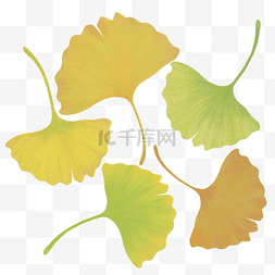 黄色落叶图片_银杏叶子手绘自然树叶落叶