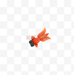 水中动物橙色金鱼