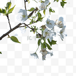 干枯出油图片_春天绿叶白色花枝花朵