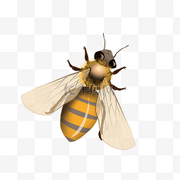 昆虫动物蜂蜜