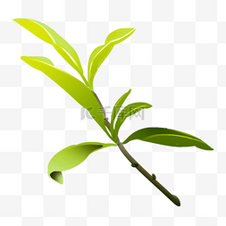 绿色茶叶茶枝