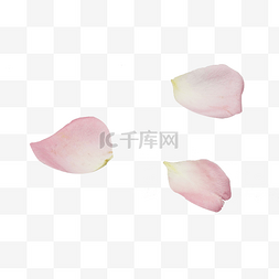 栀子花瓣图片_粉色玫瑰花瓣