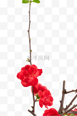 红梅腊梅花枝
