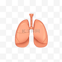 医疗人体气管肺