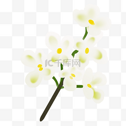 桂花植物图片_白色桂花植物