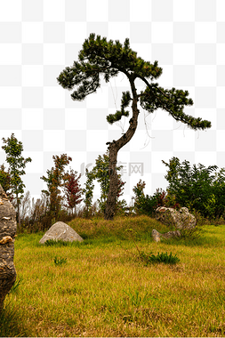 风景图片_秋季户外松树风景