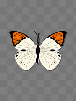 橙黄间白蝴蝶标本扁平矢量图