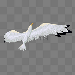 一只白色的大雁在天空飞翔