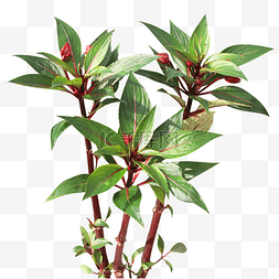 单子叶红花植物