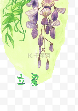 立夏节气紫藤花植物PNG